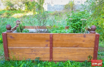 Pachnące zioła na dziedzińcu muzeum