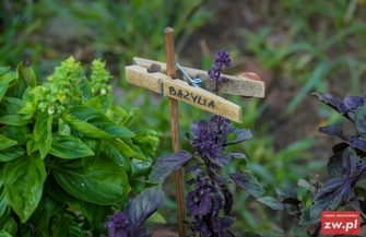 Pachnące zioła na dziedzińcu muzeum