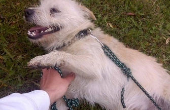 Groszek poleca się do adopcji