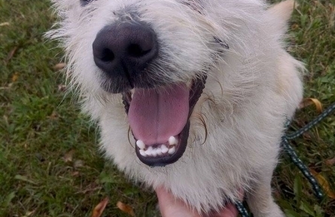 Groszek poleca się do adopcji