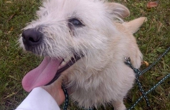 Groszek poleca się do adopcji