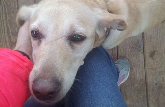 Znaleziona psa w typie labradora