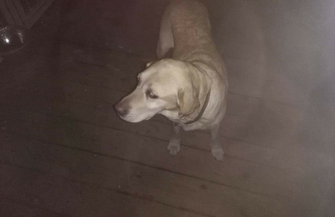 Znaleziona psa w typie labradora