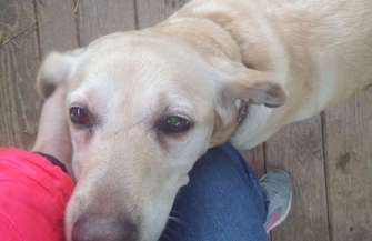 Znaleziona psa w typie labradora