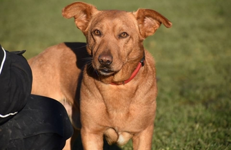 Karmel poleca się do adopcji