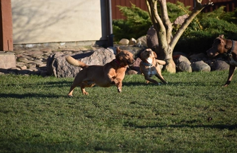 Karmel poleca się do adopcji