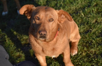 Karmel poleca się do adopcji