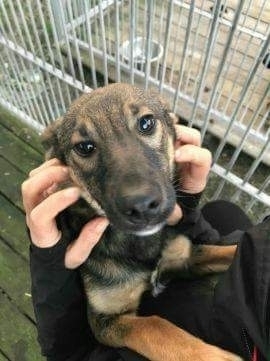 Mała Alga poleca się do adopcji