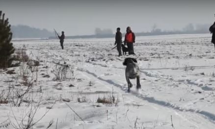 Radny pyta o koła łowieckie. Czy informują gminę o planowanych polowaniach