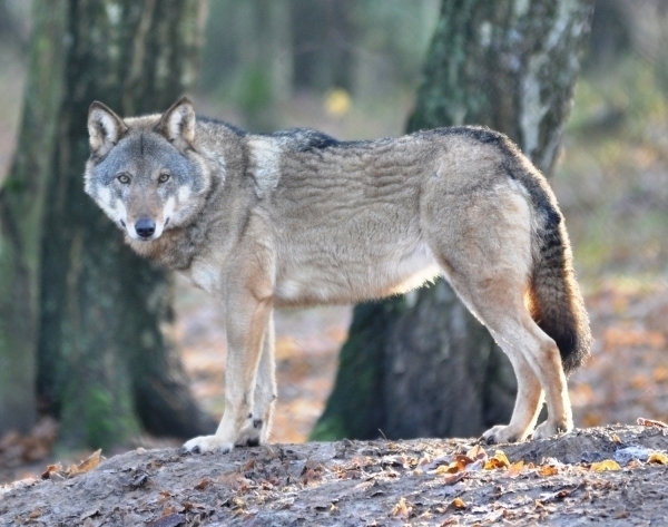 Jeśli wilki tutaj się zasiedliły to tylko dobrze o nas świadczy