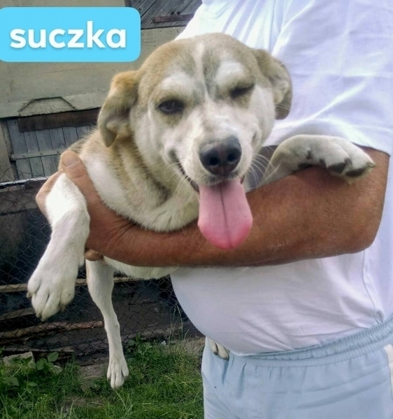 Szukamy nowych domów dla 7-miesięcznych psów