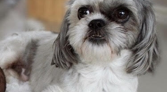 Uwaga zaginął piesek