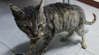 Postrzelony Maniek bardzo cierpi