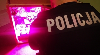 Uprawiał konopie, trafił za kratki