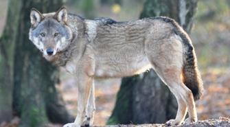 Jeśli wilki tutaj się zasiedliły, to tylko dobrze o nas świadczy 