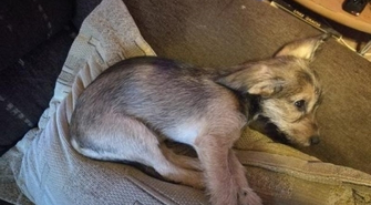 Zawinęli szczeniaka w folię i wrzucili do śmietnika