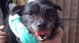 Pilnie szukamy domu dla Malwinki