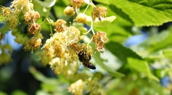 Otrzymali 20 tysięcy na ratowanie pszczół. Nowe drzewa przy drogach powiatowych