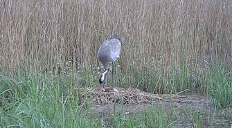 Narodziły się małe żurawie