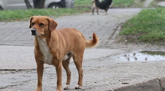 Psy stają plagą Wijewa?