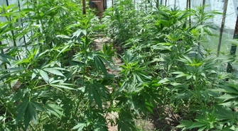 Plantacja konopii indyjskiej na działkach w Górze