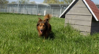 Psiaki czekają na adopcje