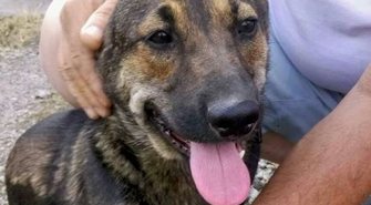 Szukamy nowych domów dla 7-miesięcznych psów