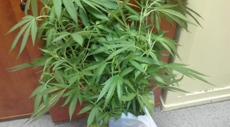 Hodowla na własny użytek?