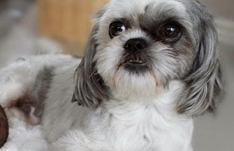 Uwaga zaginął piesek