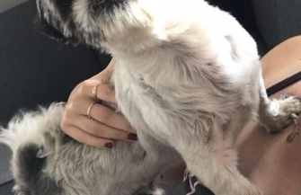 Uwaga zaginął piesek