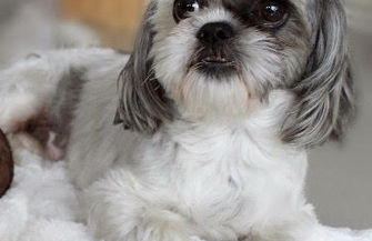 Uwaga zaginął piesek