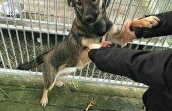 Mała Alga poleca się do adopcji