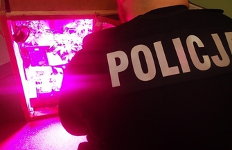 Uprawiał konopie trafił za kratki