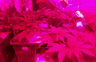 Uprawiał konopie trafił za kratki