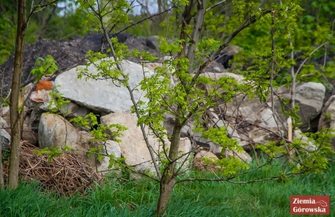 Spory problem dzikich wysypisk w gminie Niechlów