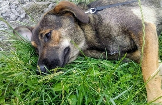 Szukamy nowych domów dla 7-miesięcznych psów