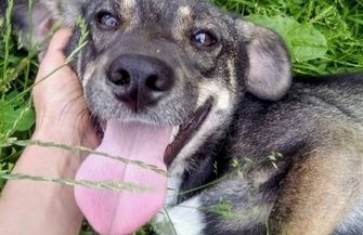 Szukamy nowych domów dla 7-miesięcznych psów