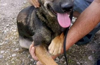 Szukamy nowych domów dla 7-miesięcznych psów