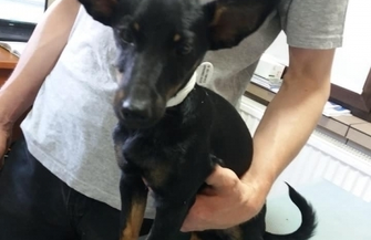 Poszukiwany właściciel suczki