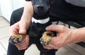 Poszukiwany właściciel suczki