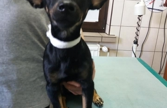 Poszukiwany właściciel suczki