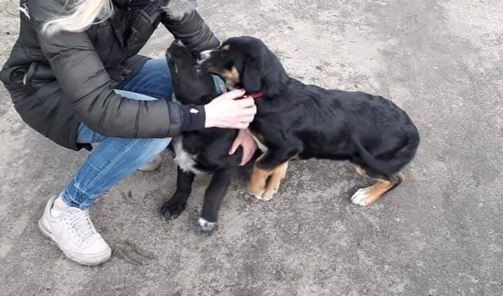 Poszukiwane osoby chętne do adopcji szczeniaków