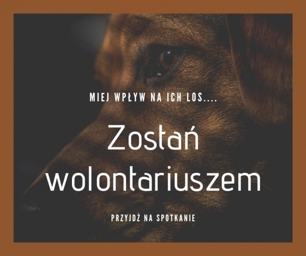 Zostań wolontariuszem