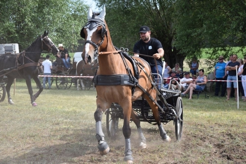 Konne zaprzęgi w Śmieszkowie