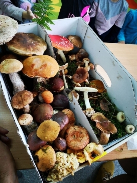 Dzieci idą na grzyby
