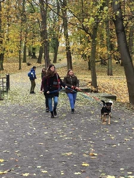 Wolontariat w schronisku