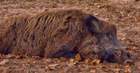 Komunikat Głównego Lekarza Weterynarii