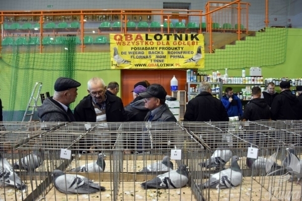 45. Okręgowa Wystawy Gołębi Pocztowych