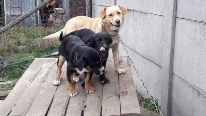 Poszukiwane osoby, chętne do adopcji szczeniaków