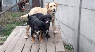 Poszukiwane osoby, chętne do adopcji szczeniaków